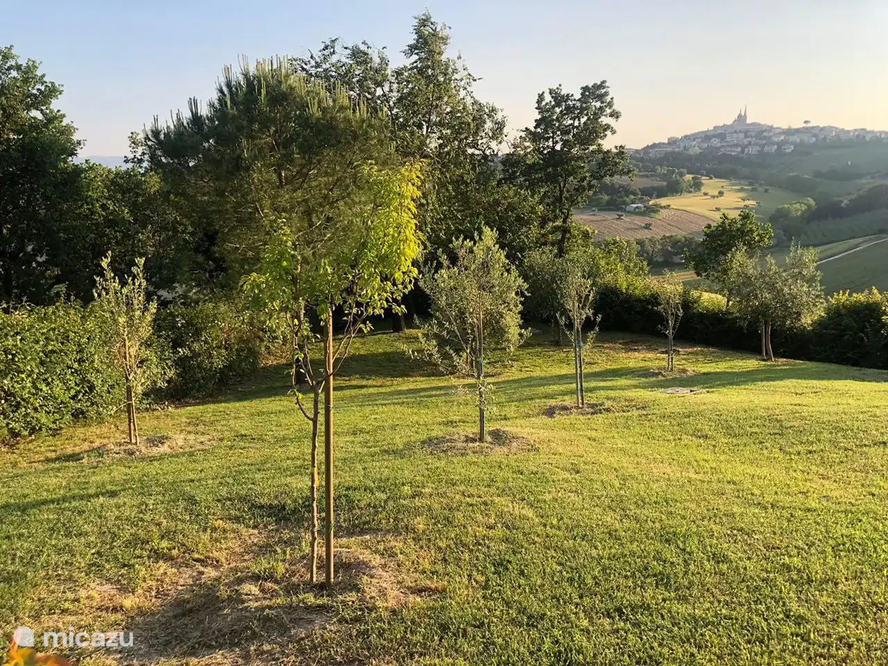the garden with young olive trees and fruit trees
