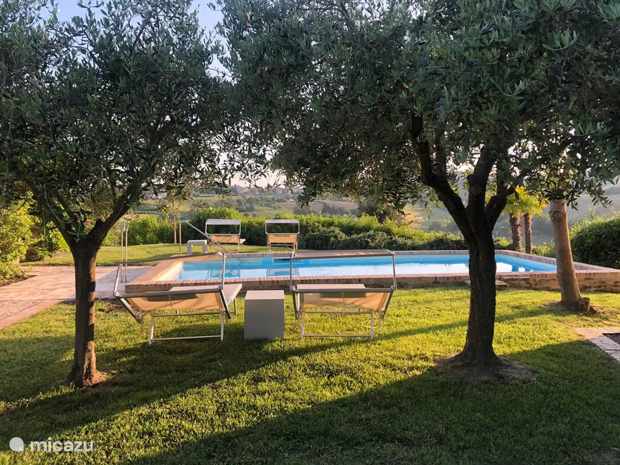 beds by the pool under the olive trees