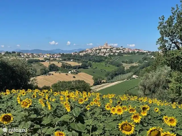 View of a sunny sunflower day
