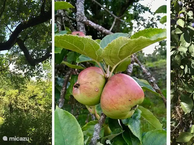 Villa Bièvres en Francia, Árdenas francesas, Bièvres  - casa vacacional ¡La fruta en el huerto!