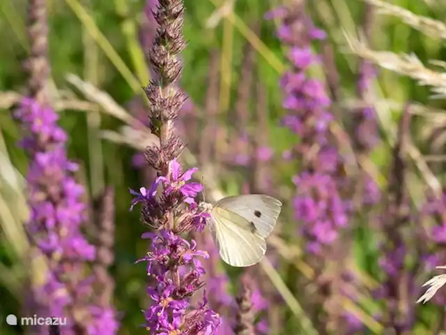 Villa Bièvres en Francia, Árdenas francesas, Bièvres  - casa vacacional Bièvres