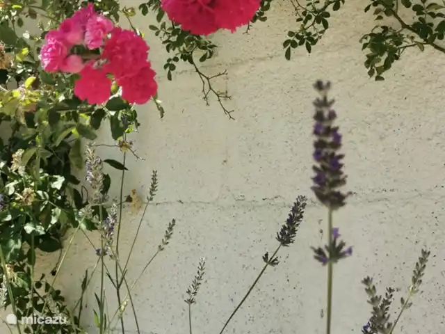 Casa de montaña Casa Cancelinha en Portugal, Coímbra, Góis - alojamiento y desayuno