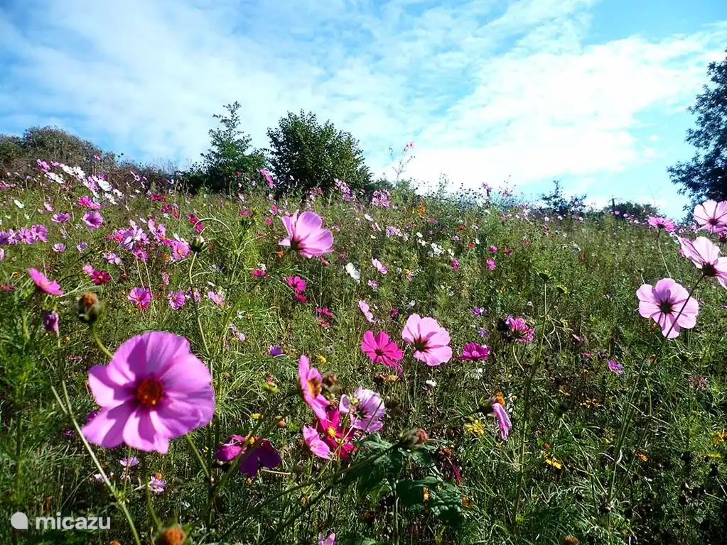 Unsere Wildblumen Maze