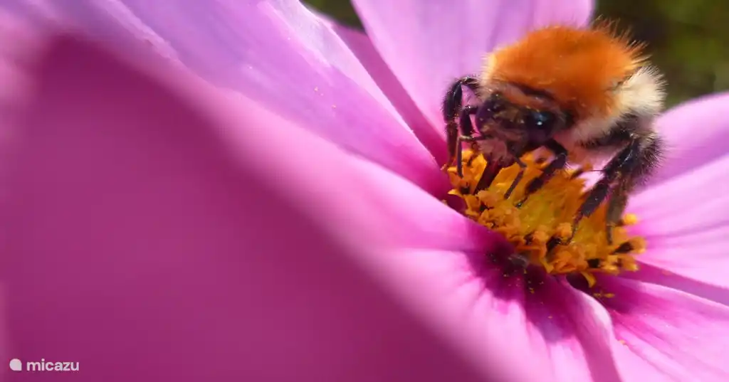 Hervorragende Tierwelt