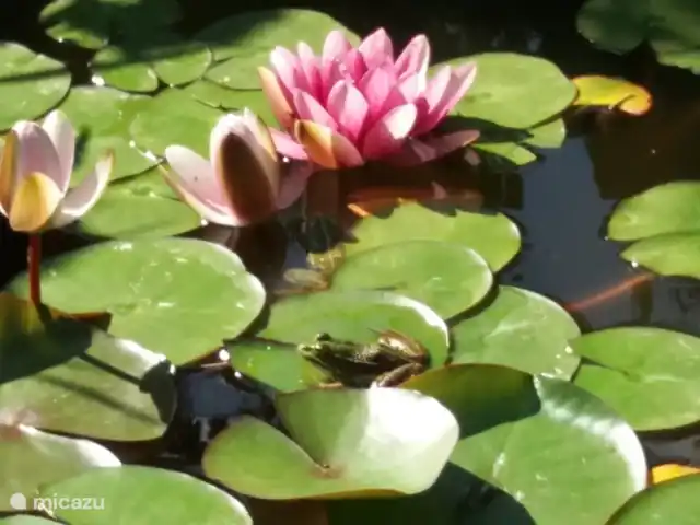 appartement huren in Italië, Toscane, Montaione – Magnolia in de tuin