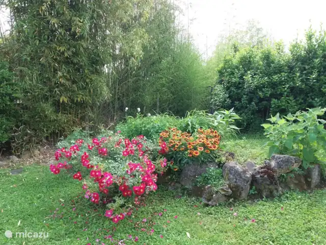 appartement huren in Italië, Toscane, Montaione – Magnolia Tuin bij het zwembad