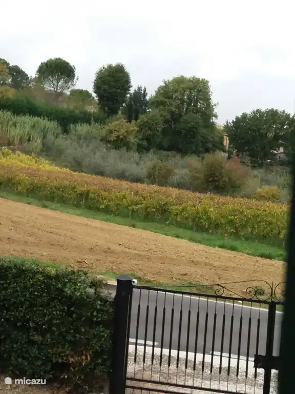 View from the garden