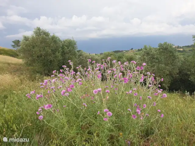 appartement huren in Italië, Toscane, Montaione – Magnolia Ik ontdek steeds meer van het prachtige landschap op mijn wandelingen vanuit het huis.