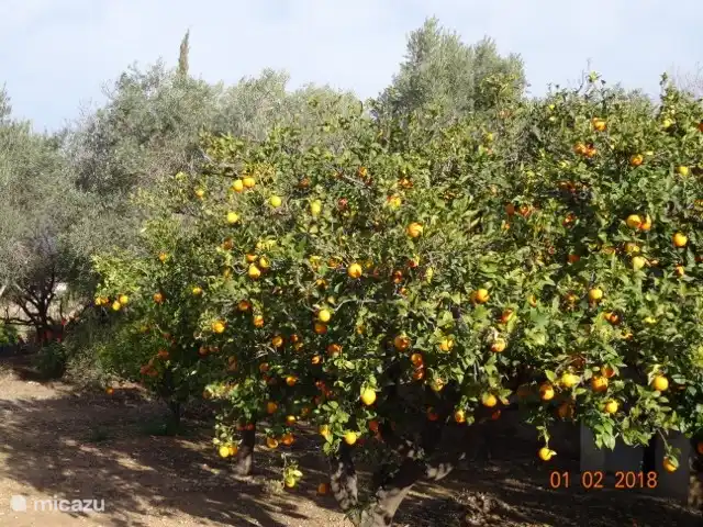 Casa Amigo en España, Valencia, Pedralba  - casa vacacional Nuestras propias naranjas