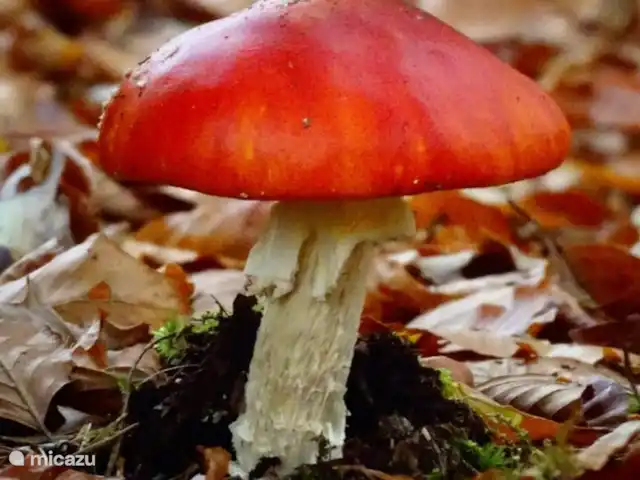 Colline du soleil | Pays-Bas, Overijssel, Ootmarsum - bungalow Champignons