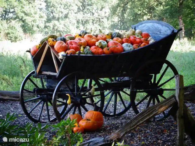 Colline du soleil | Pays-Bas, Overijssel, Ootmarsum - bungalow Chariot de fruits spécial