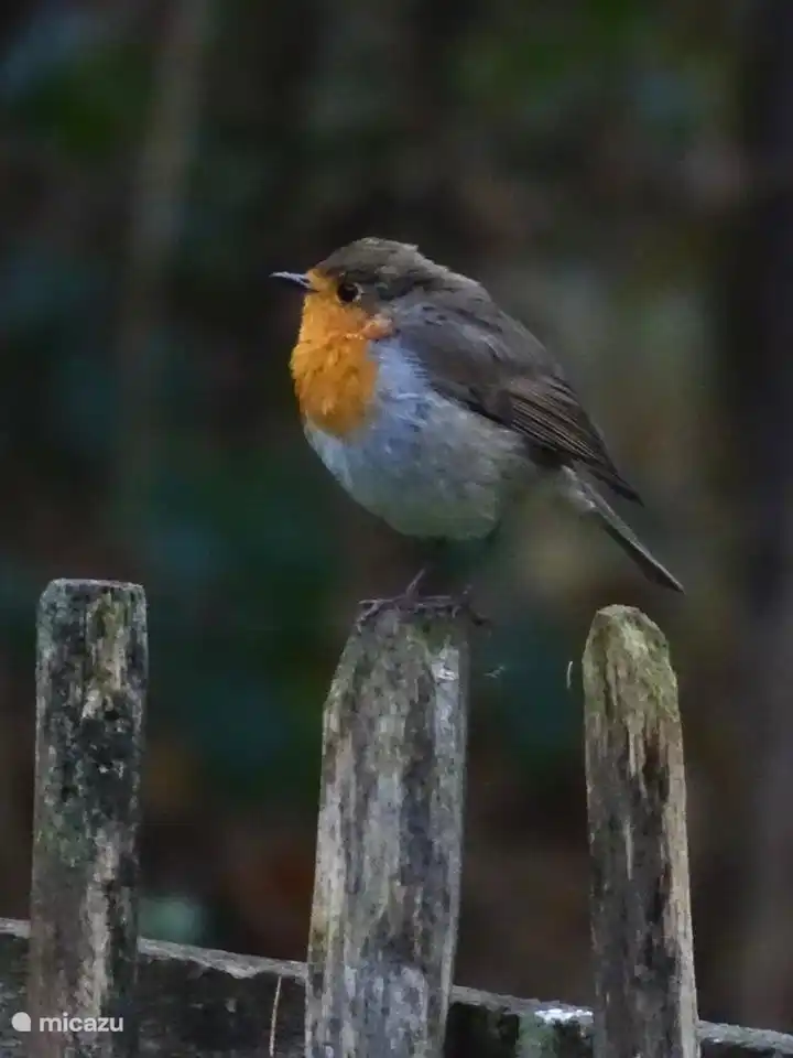 Lots of birds in the garden