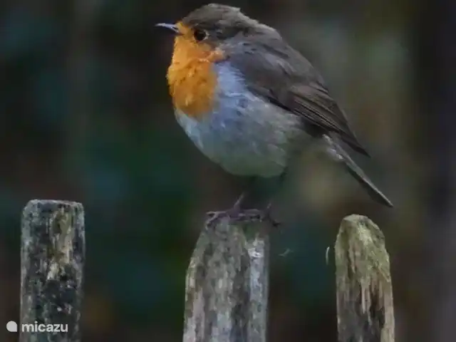 Colline du soleil | Pays-Bas, Overijssel, Ootmarsum - bungalow Beaucoup d’oiseaux dans le jardin