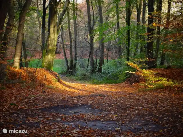 Colline du soleil | Pays-Bas, Overijssel, Ootmarsum - bungalow forêt derrière