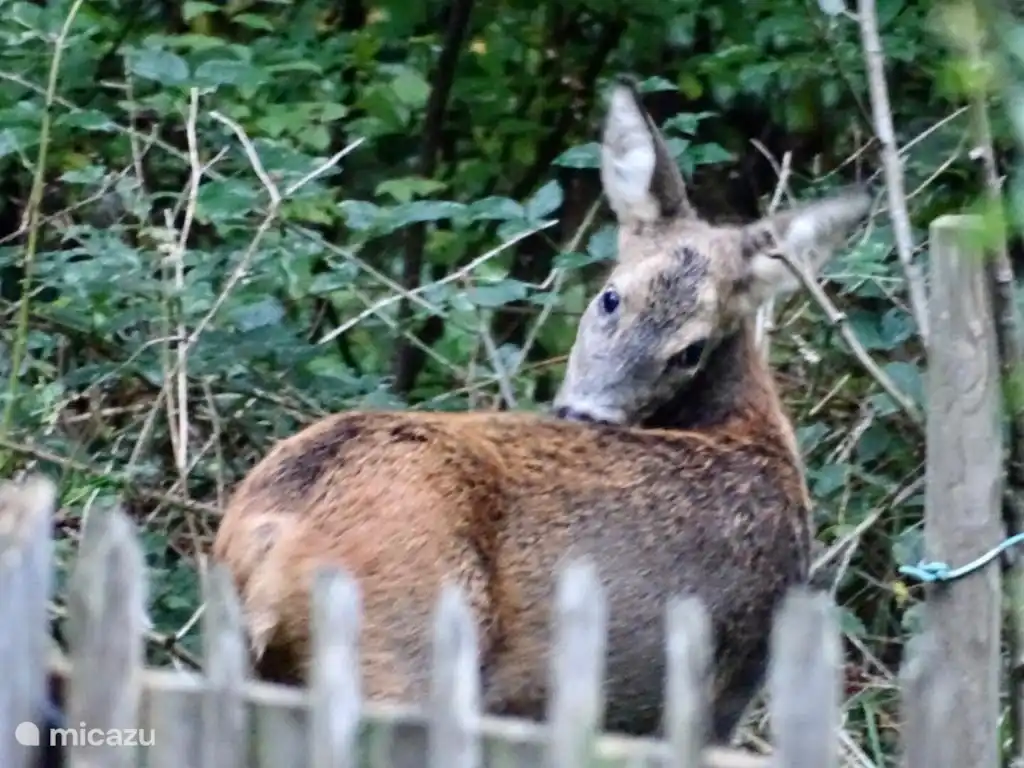 Deer in the back of the garden