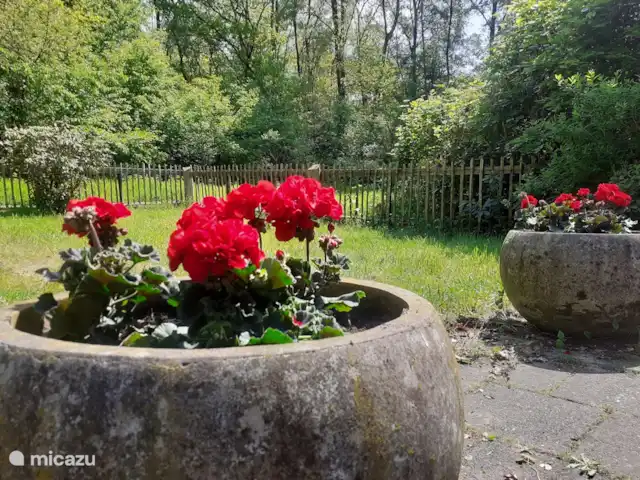 Colline du soleil | Pays-Bas, Overijssel, Ootmarsum - bungalow Jardinières toujours à la pointe de la technologie