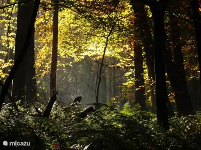 Colline du soleil | Pays-Bas, Overijssel, Ootmarsum - bungalow forêt
