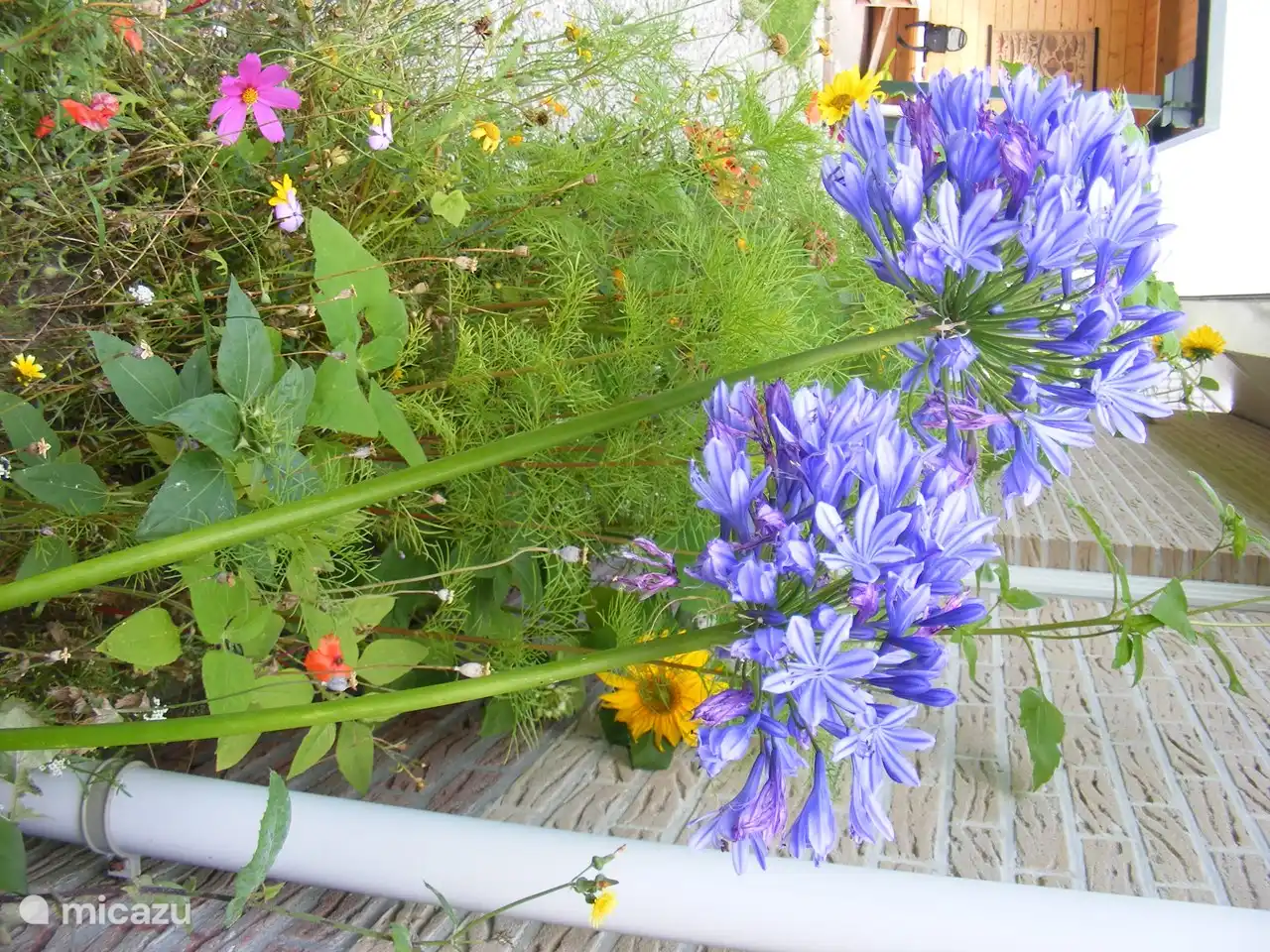 Ferienhaus Baltus in Niederlande, Nordholland, Sint Maarten - Bungalow