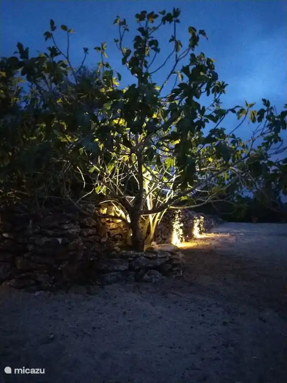 Jard&#237;n con luz de la tarde.