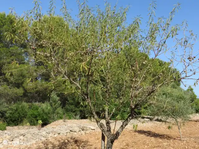 Finca Mater Vinaros | Espagne, Costa del Azahar, Vinaroz - villa Jardin