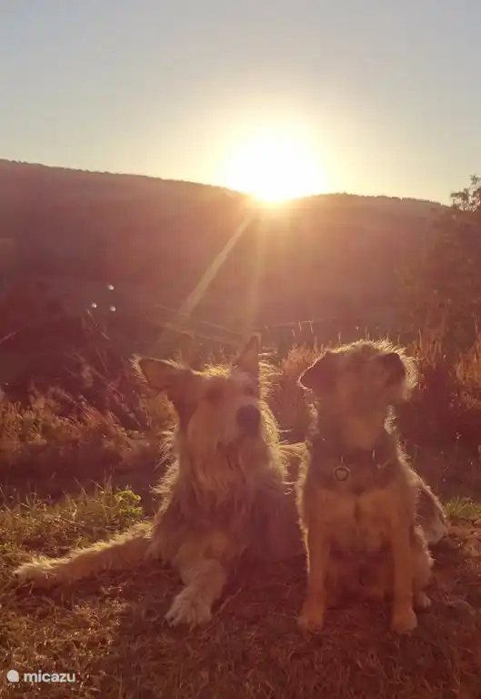 Hunde sind willkommen in der Beratung