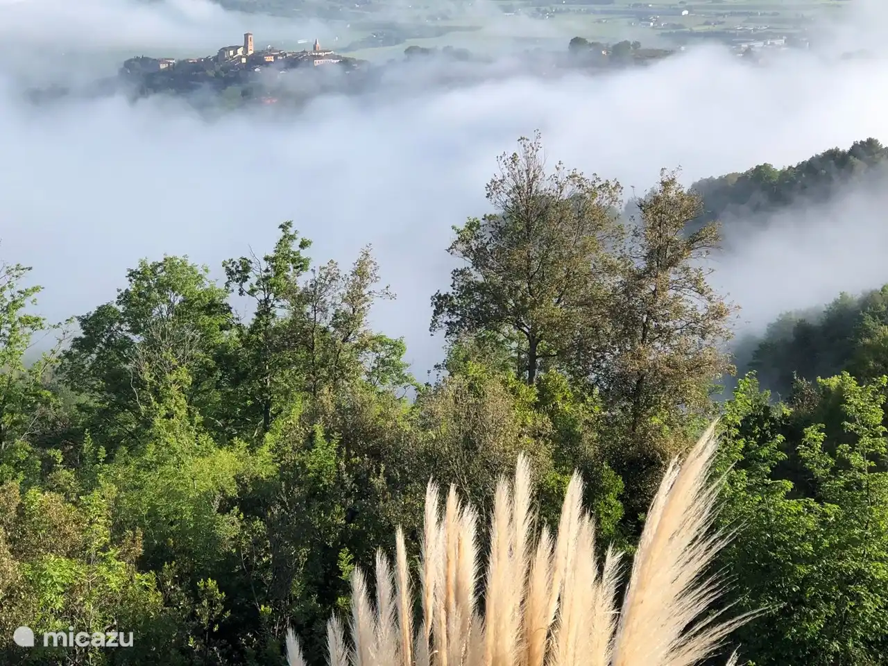 morning mist; never gets bored