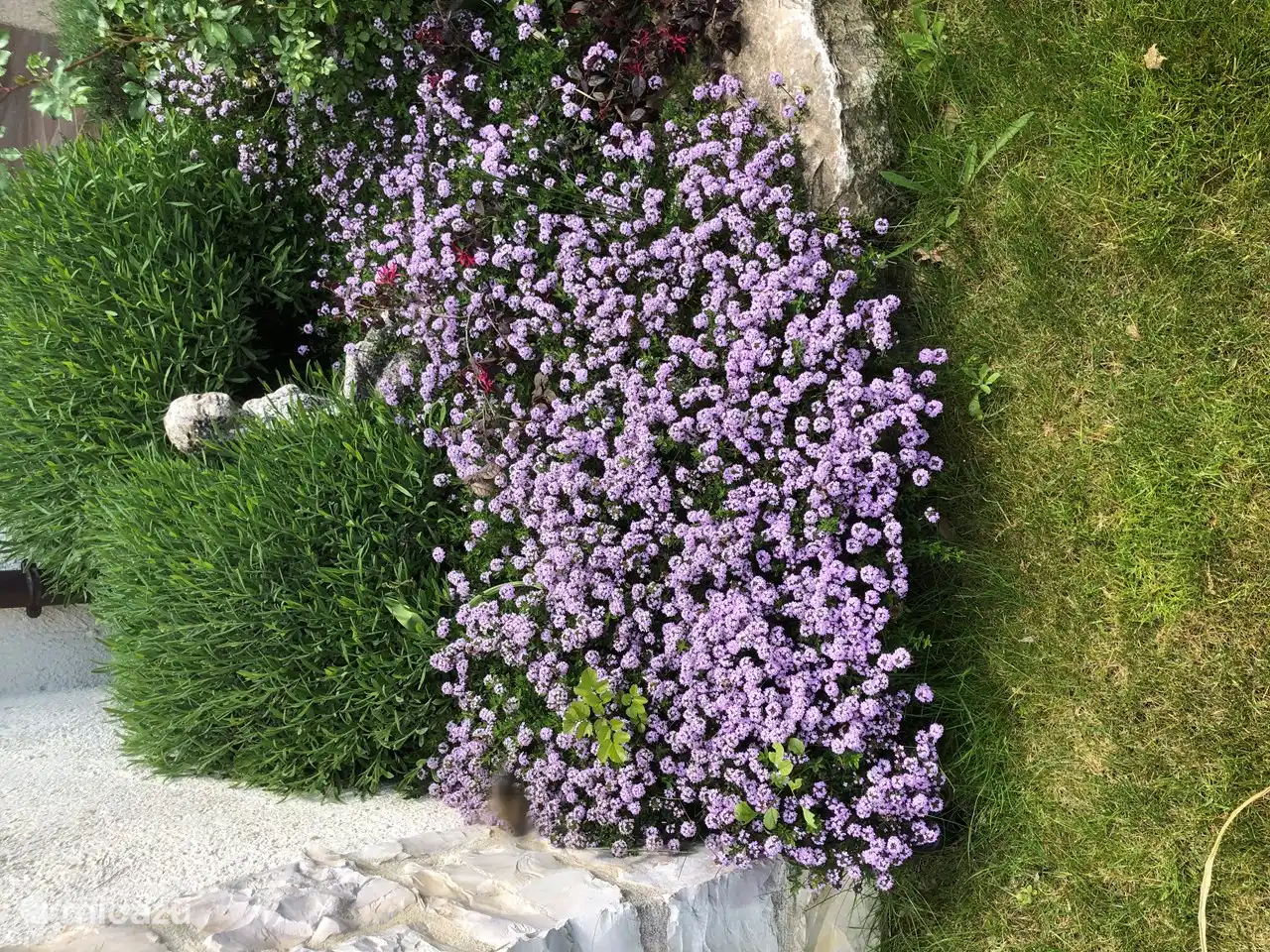 Thyme in bloom