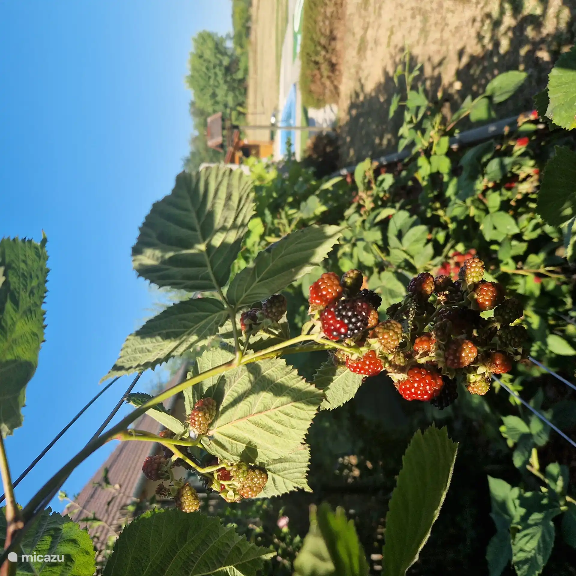 Las moras crecen en tierras privadas.