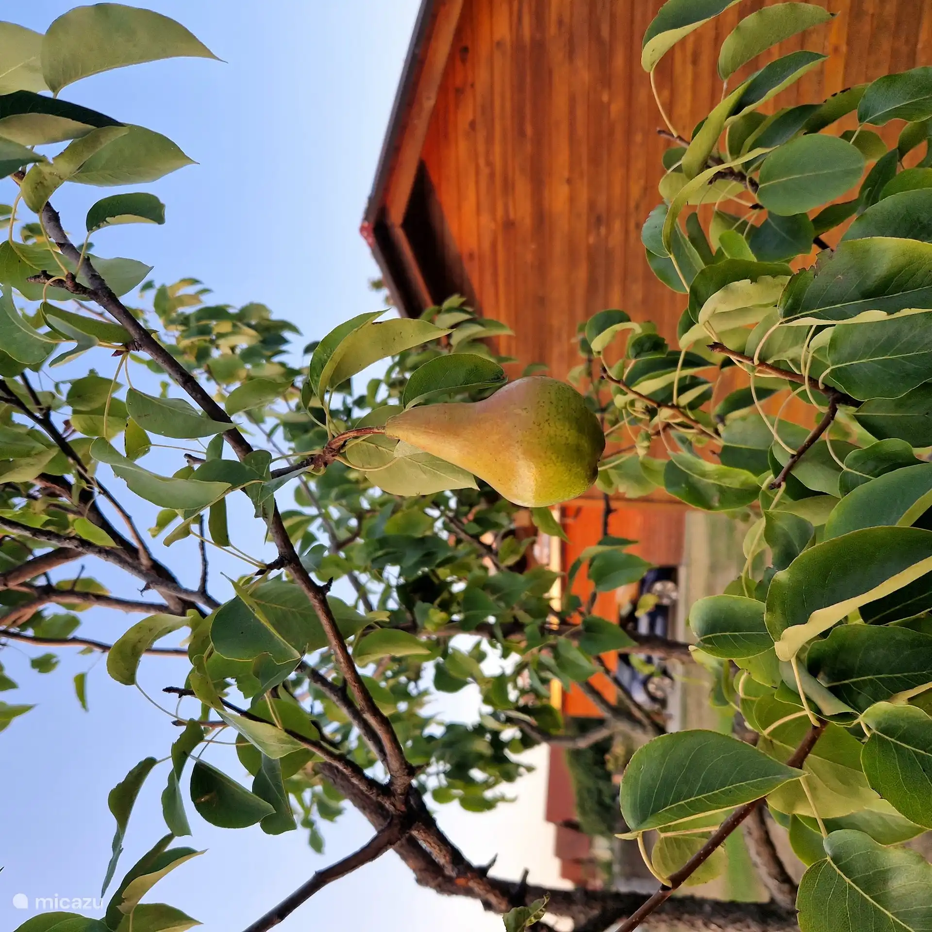 Con un poco de suerte, fruto de nuestra propia propiedad.