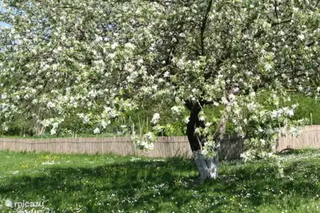 Vakantiehuis Italië, Marche, Acqualagna boerderij Vakantiehuis Ca Maggio Nuovo Bio Garden