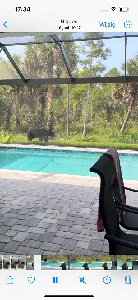 Florida-Schwarzbär vor der Veranda gesichtet Diese Bärenart ist nicht aggressiv. Reiner Zufall und Glück, dass ich das eingefangen habe