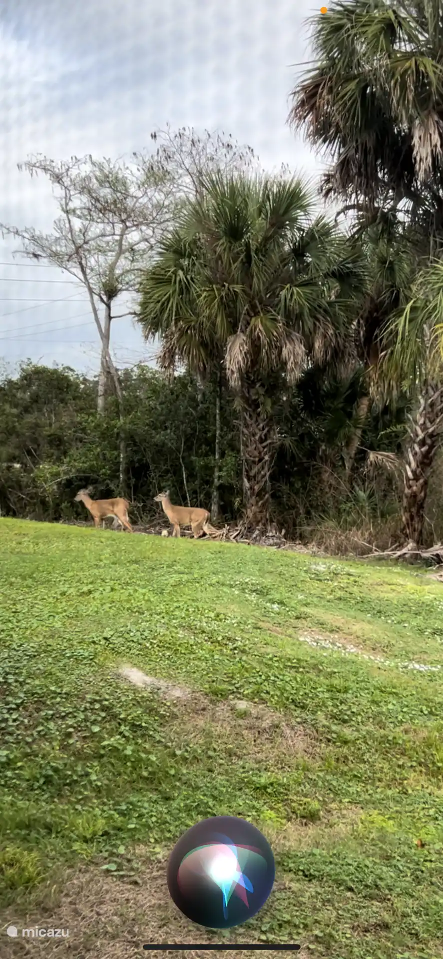 Rehe sieht man häufiger...aber auch hier muss man etwas Glück haben 