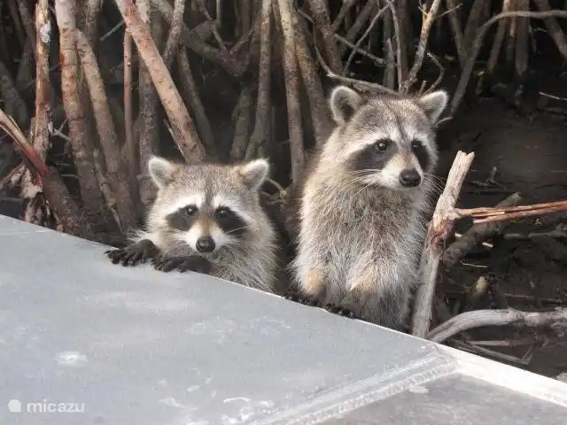 Waschbären in Sümpfen, aber auch in unserem Garten.