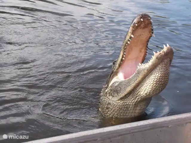 Alligatoren in Sümpfen, Neapel