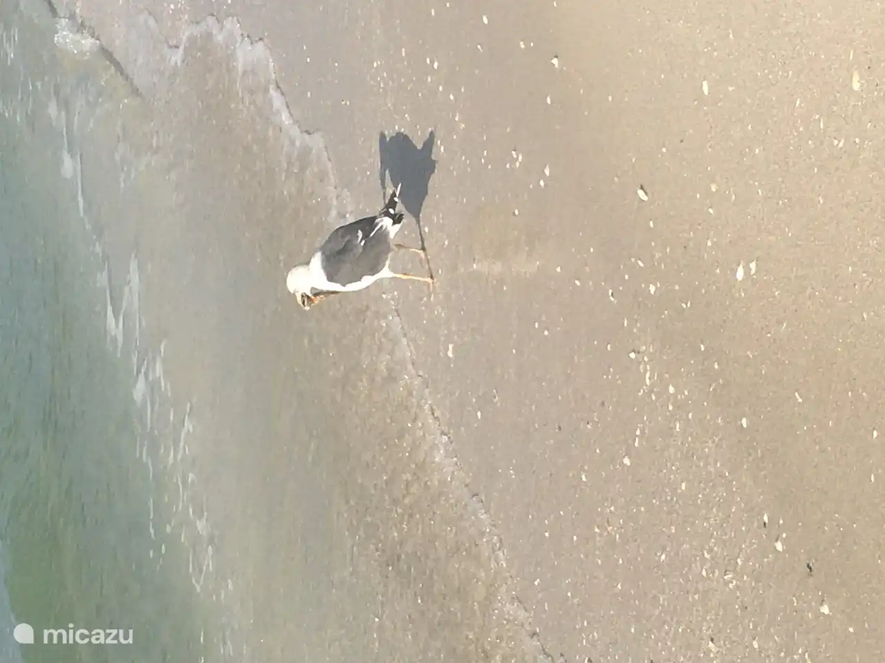 Delnor Wigging Strand