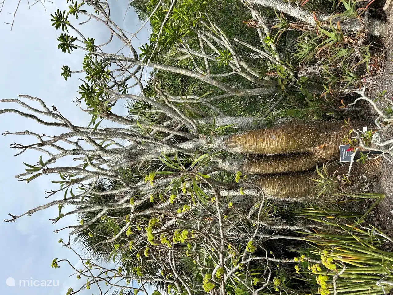 Botanischer Garten Neapel, Madagaskar-Palme
