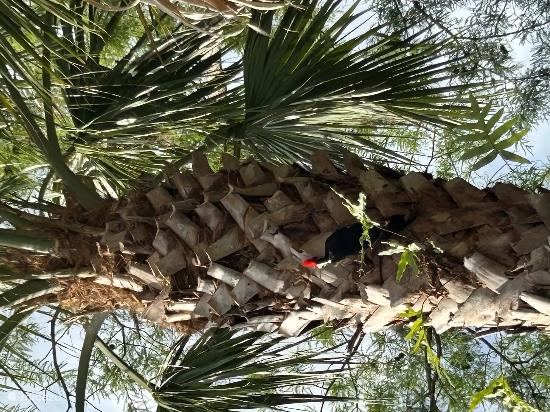 Spechte sind oft in den Bäumen sowie im Vor- und Hintergarten zu sehen