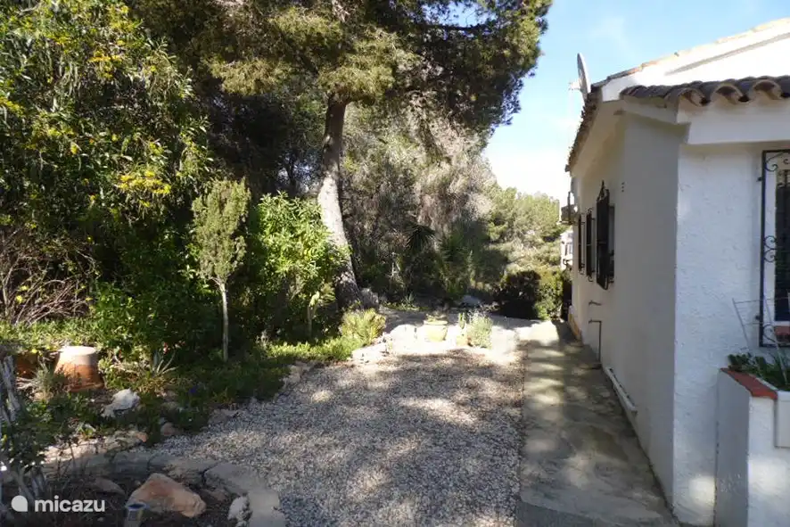 back house against forest