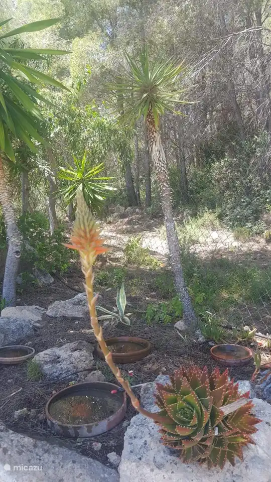 behind the house the drinking bowls against the forest
