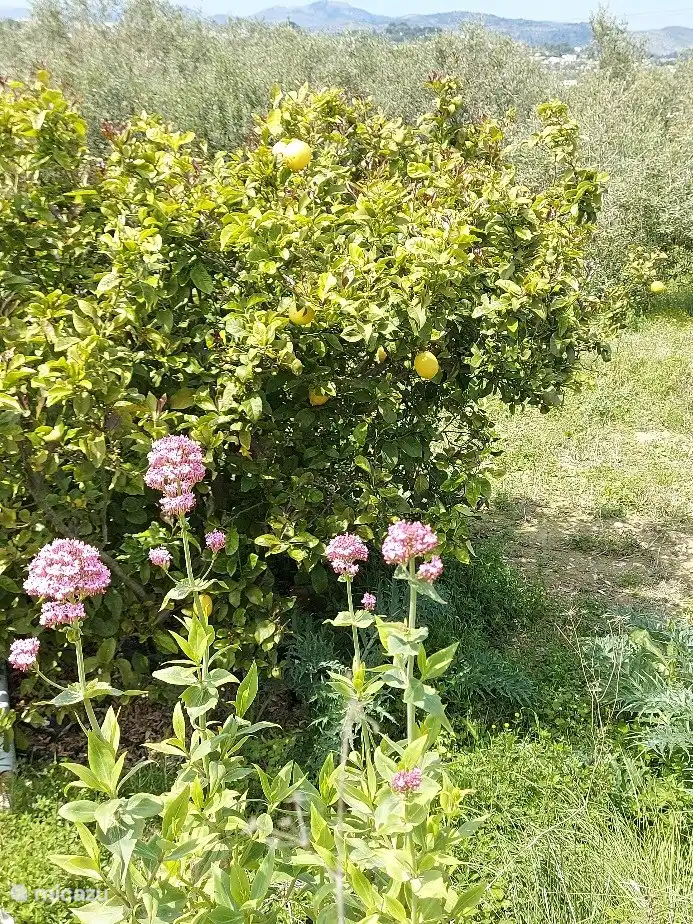 picking lemons straight from the tree