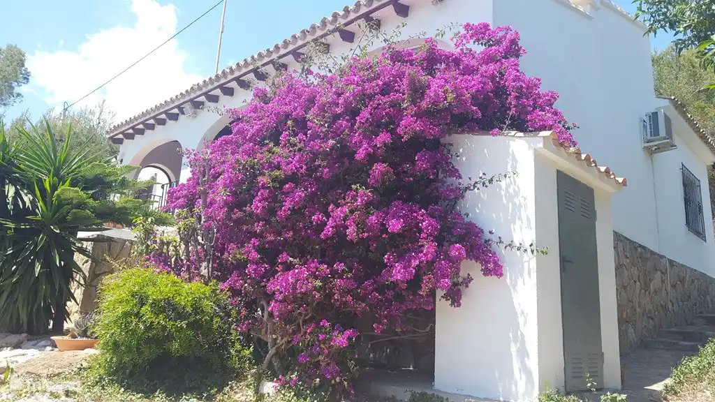 bouquainville on the house