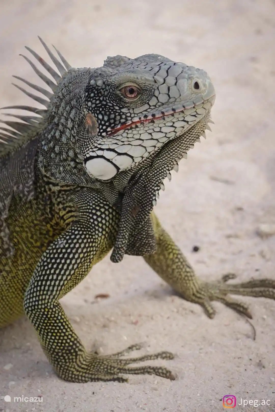 Deze prachtige prehistorisch uitziende reptielen zijn niet gevaarlijk voor de mens, mits we ze de ruimte bieden om weg te kunnen.