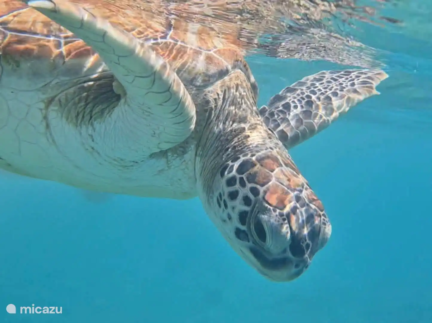 De beste plek om schildpadden te spotten op Curaçao is Playa Grandi (ook bekend als Playa Piskado) bij Westpunt. Ook op andere plekken zoals Playa Lagun en Kokomo Beach worden ze regelmatig gezien.