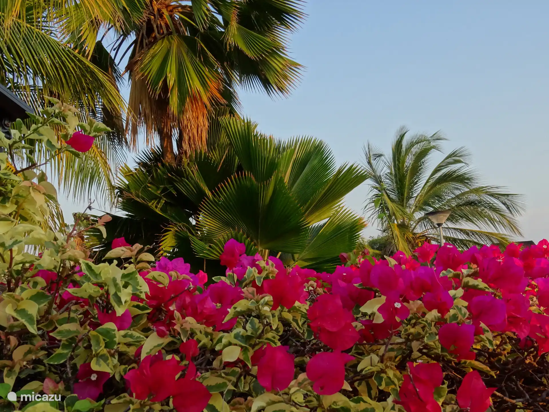De bloem van de bouganville is één van de meest geliefde hapjes voor de alhier wonende leguanen die louter vegetarisch zijn dus wees niet gevreesd.