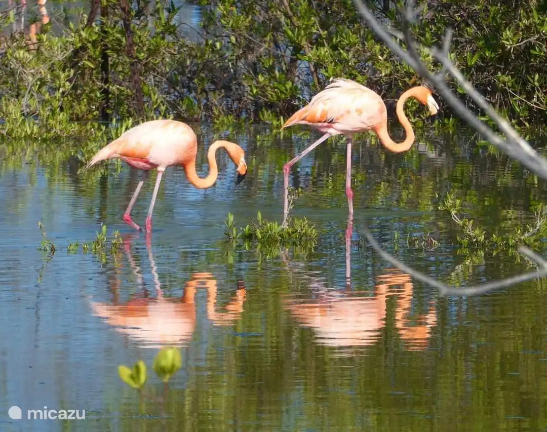 Flamingo's danken hun kleuring aan het voedsel dat ze eten. Ze filteren via hun snavel, algen, plankton en kleine kreeftachtigen die de rode, roze of oranje kleurstof carotenoïden bevatten.