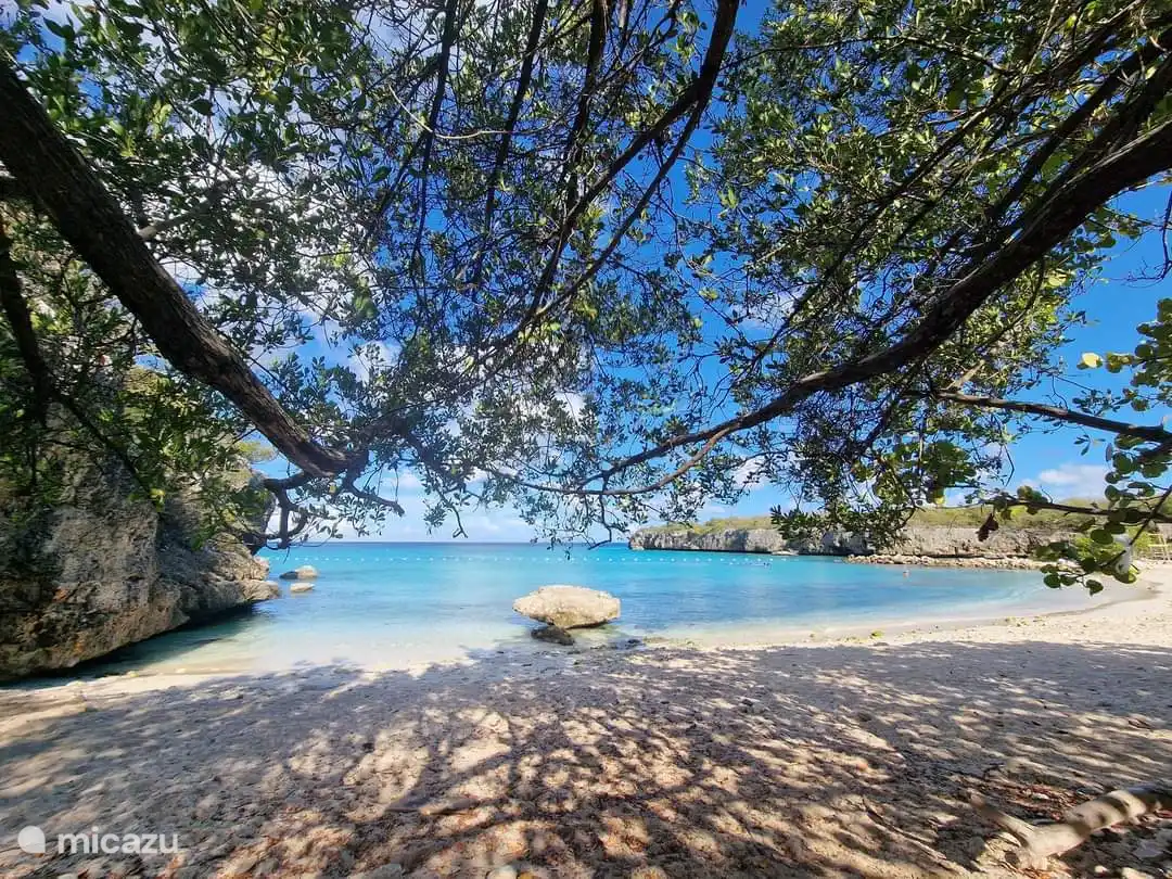 Natuurlijke schaduw dankzij de bomen op het strand