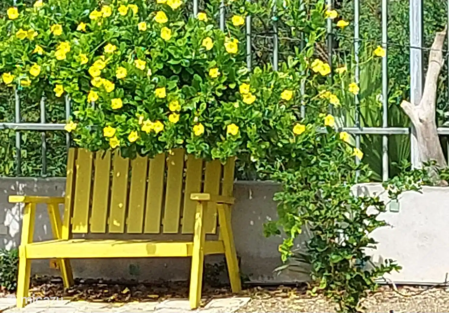 De gele kelki bloeit net als zijn paarse broer overdadig zolang hij water krijgt.