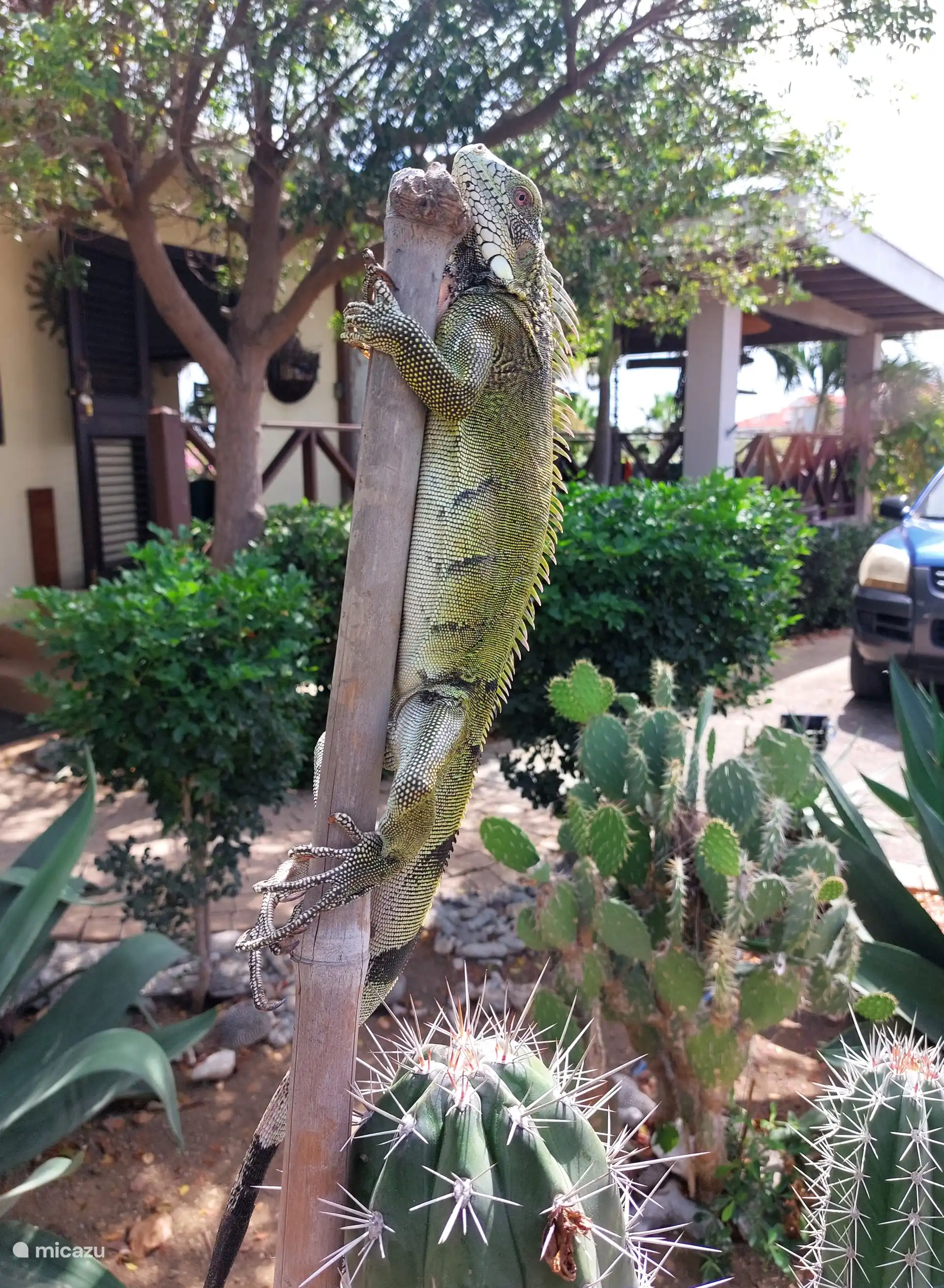De leguaan zoekt gedurende het heetste moment van de dag een plekje in de zon om zijn koudbloedige lijf op te warmen. 
