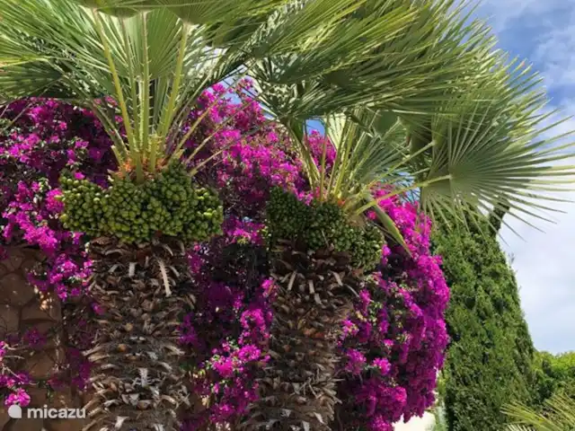 El Xoriguer en España, Costa Blanca, Altea - villa el jardín