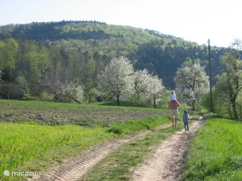 De nombreux arbres en fleurs au printemps donnent un parfum merveilleux et de beaux paysages pittoresques. Ce chemin de promenade peut être parcouru directement à l’avant de la maison.